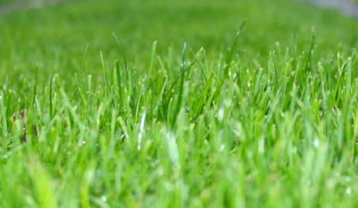 Grass Grass Family Field Wheatgrass