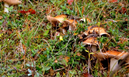 Fungus Leaf Mushroom Edible Mushroom photo