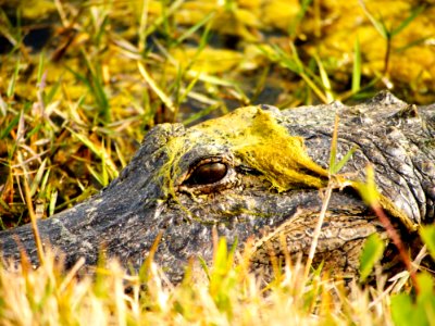 Reptile Alligator Crocodilia American Alligator