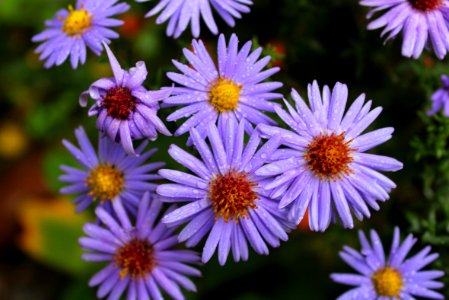 Flower Aster Purple Plant photo