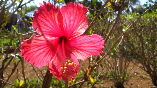 Flower Plant Flowering Plant Flora