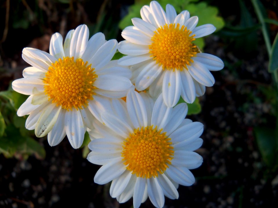 Flower Oxeye Daisy Chamaemelum Nobile Daisy Family
