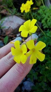 Flower Flora Yellow Plant