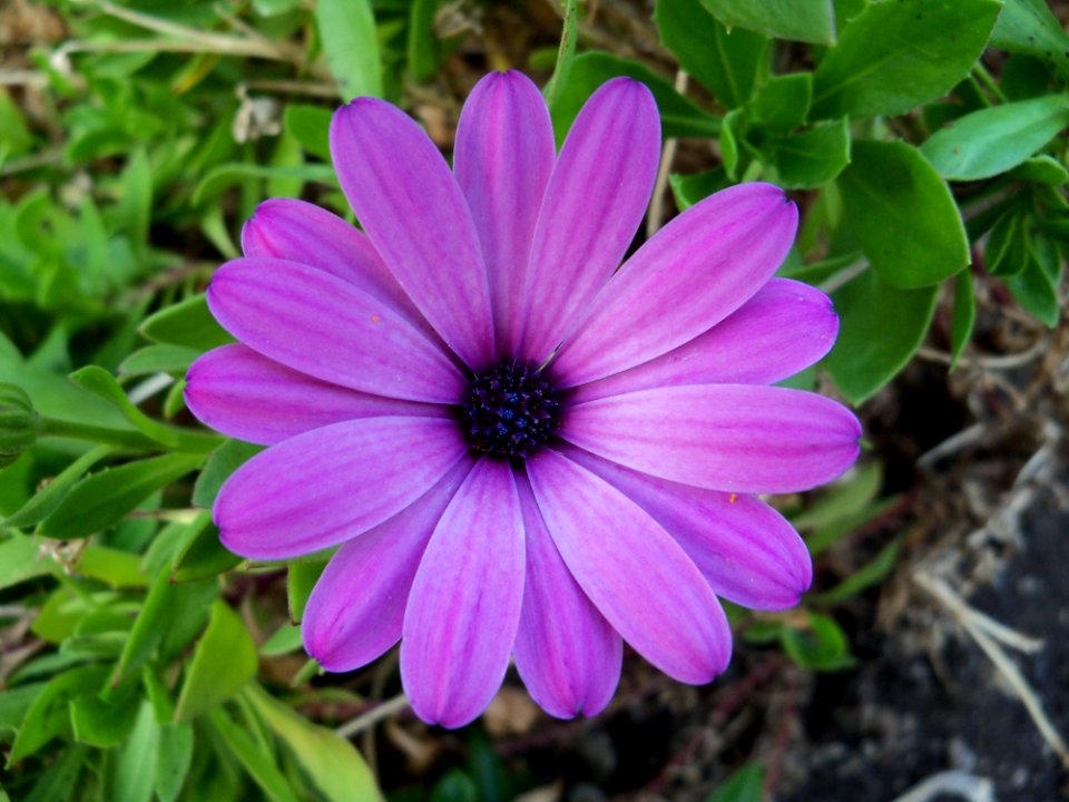Flower Flora Plant Purple