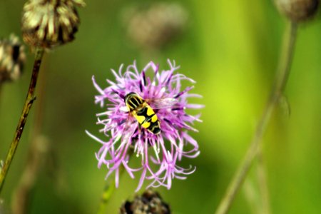 Flower Flora Bee Nectar