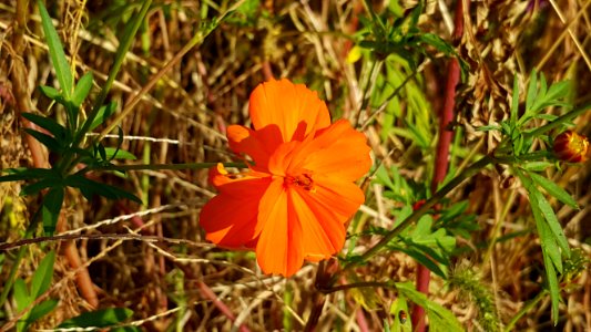 Flower Flora Plant Wildflower