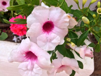 Flower Pink Plant Flowering Plant
