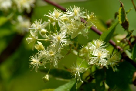 Plant Flora Flower Meadowsweet