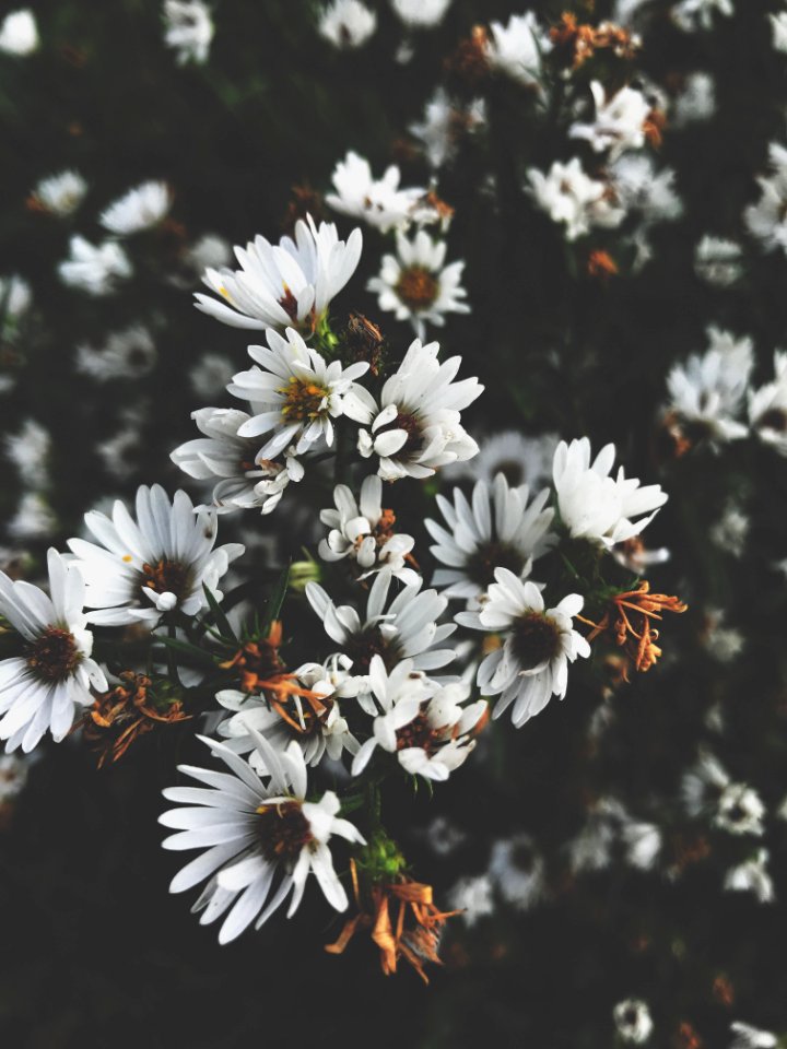 Flower White Plant Flora