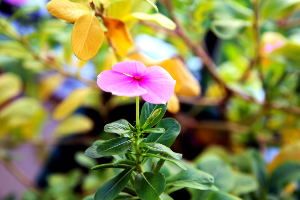 Flower Plant Flora Leaf