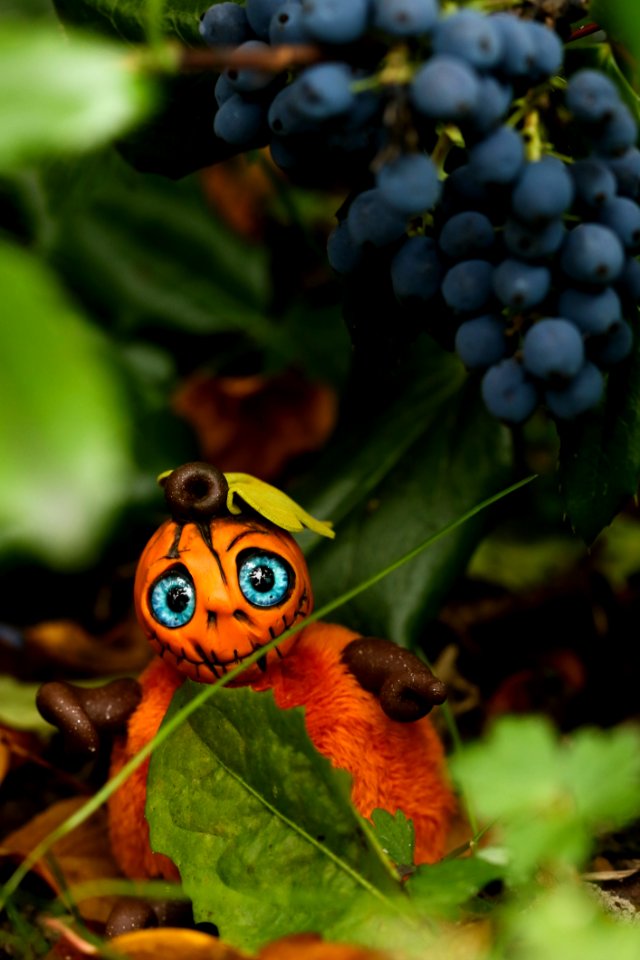 Leaf Plant Close Up Fruit