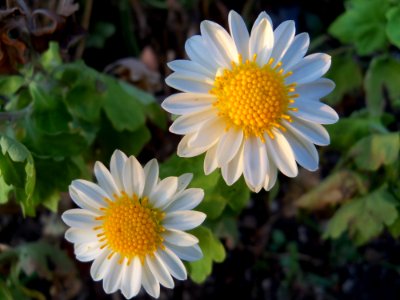 Flower Plant Flora Daisy Family