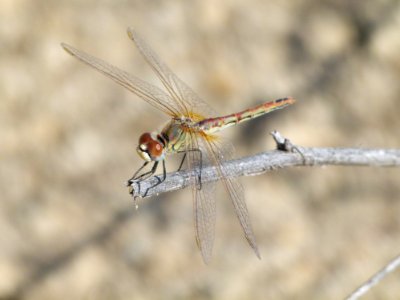 Dragonfly Insect Dragonflies And Damseflies Invertebrate