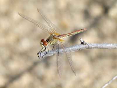 Dragonfly Insect Dragonflies And Damseflies Invertebrate photo