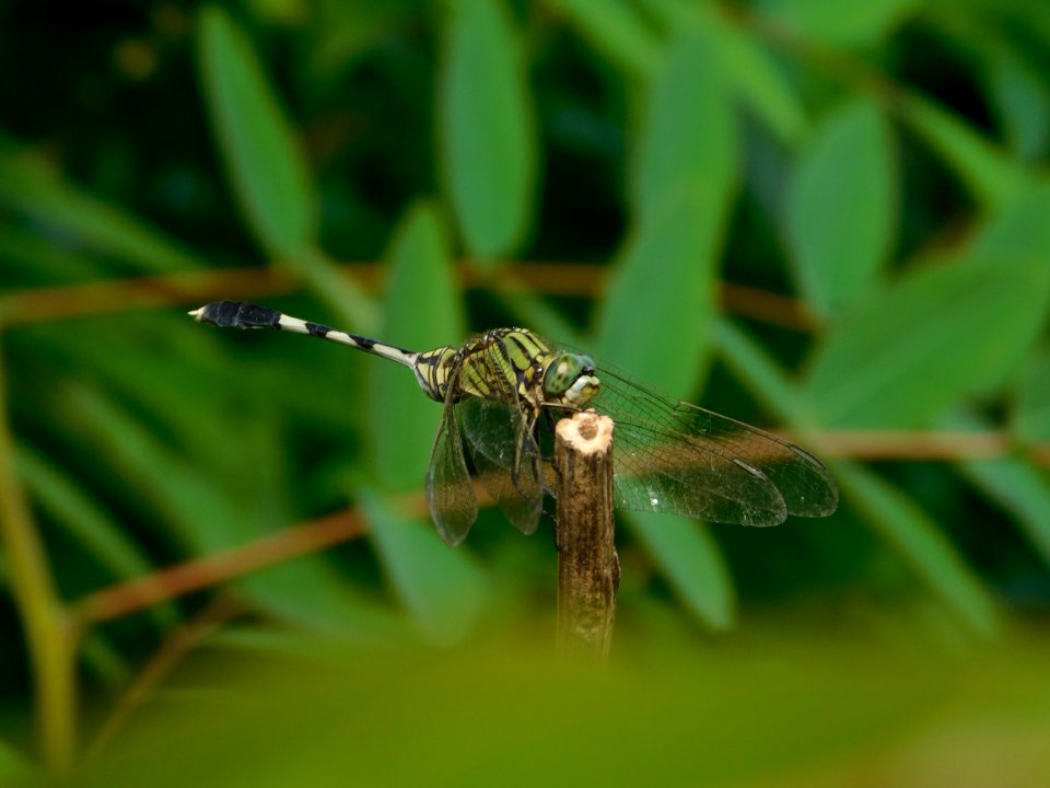 Dragonfly Insect Dragonflies And Damseflies Invertebrate