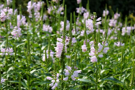 Plant Hyssopus Flower Lavandula Dentata photo