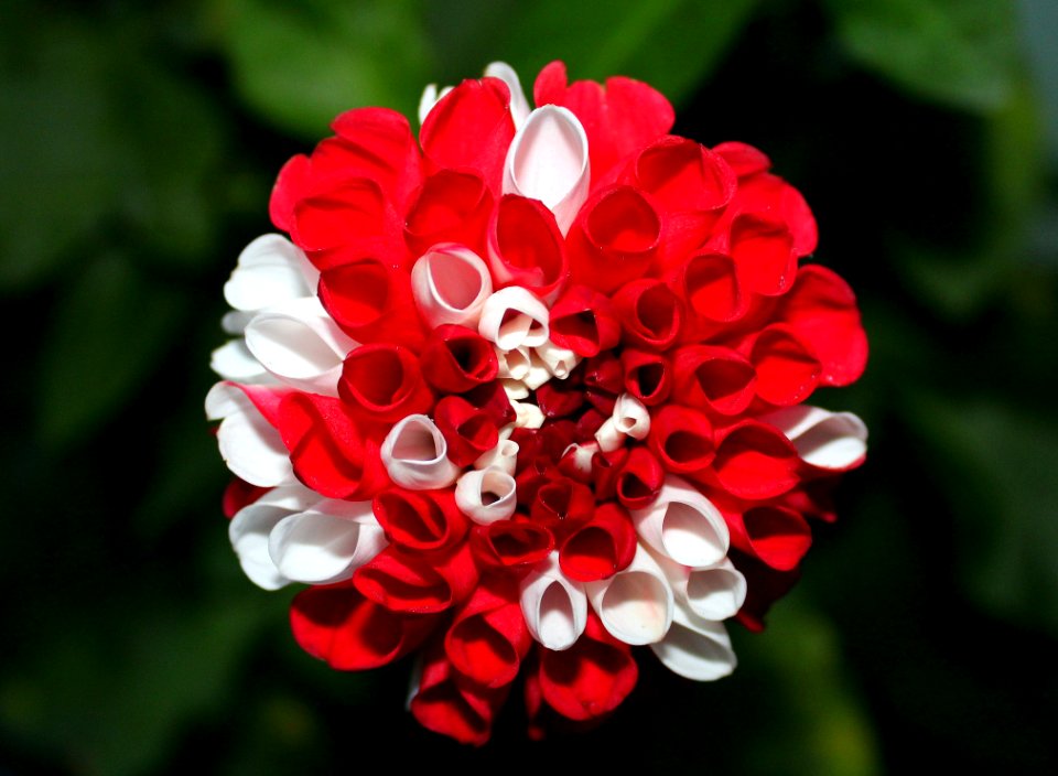 Flower Flowering Plant Plant Petal
