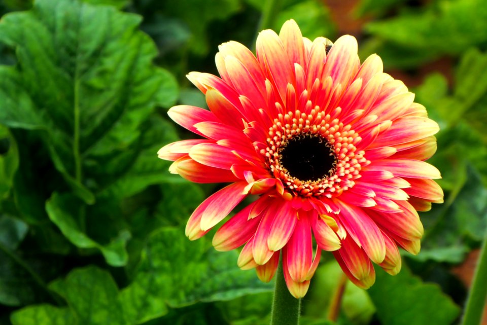 Flower Plant Flora Gerbera