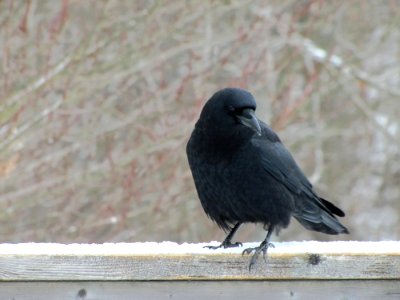 Bird American Crow Crow Crow Like Bird photo