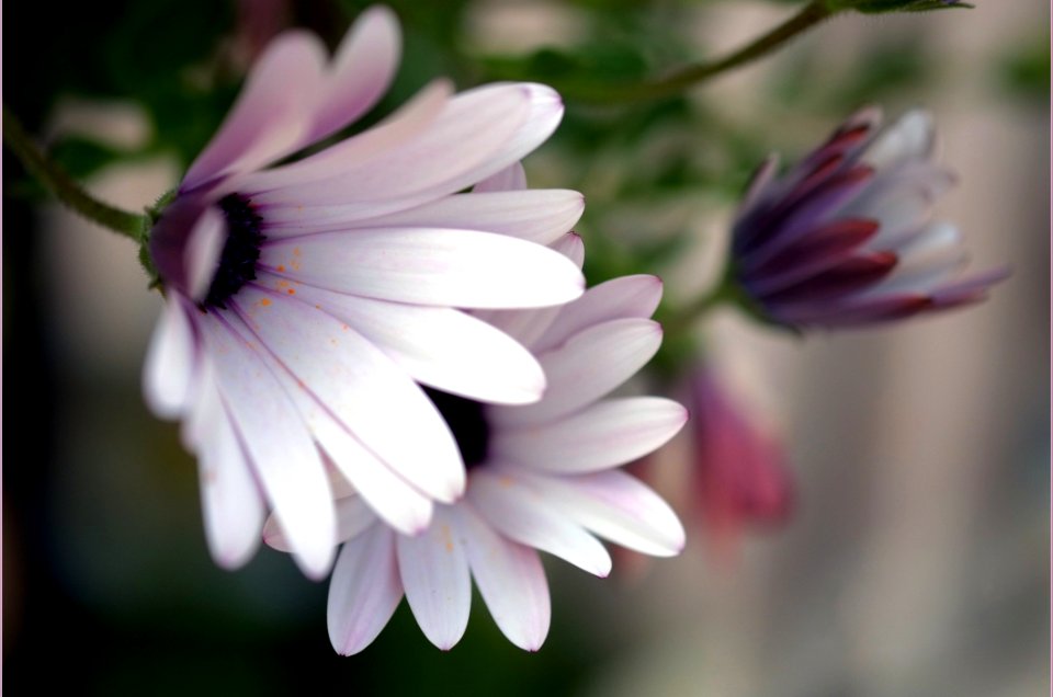 Flower Flora Plant Purple