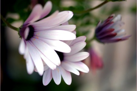 Flower Flora Plant Purple