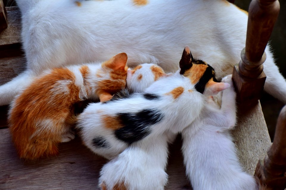 Cat Small To Medium Sized Cats Fauna Cat Like Mammal