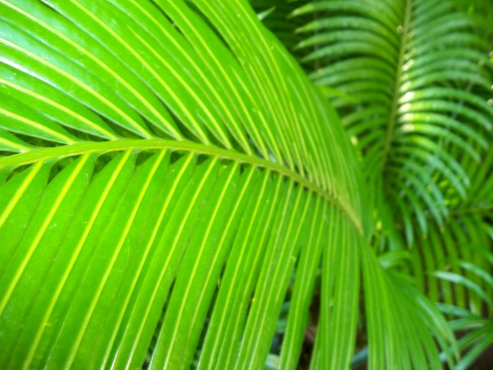Leaf Vegetation Plant Arecales
