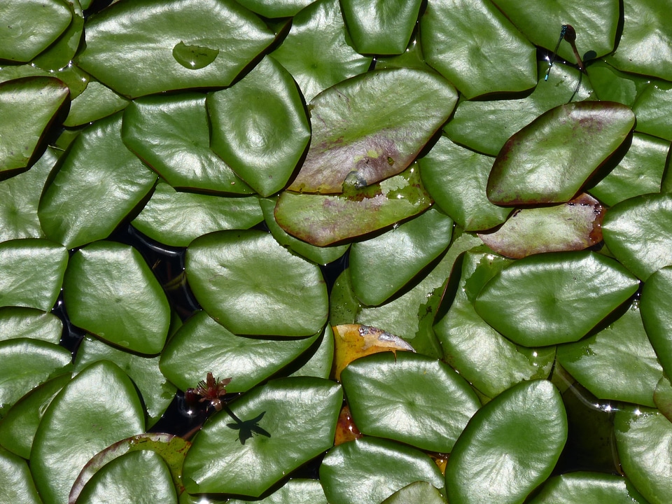Water green leaf