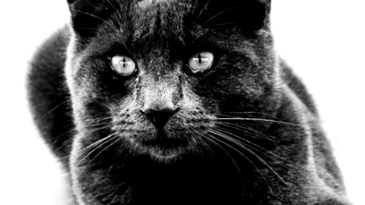 Cat Black Cat Whiskers Black photo