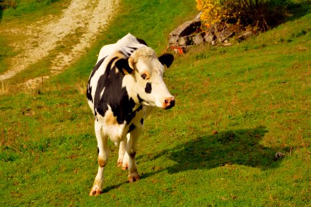 Cattle Like Mammal Dairy Cow Pasture Grassland photo