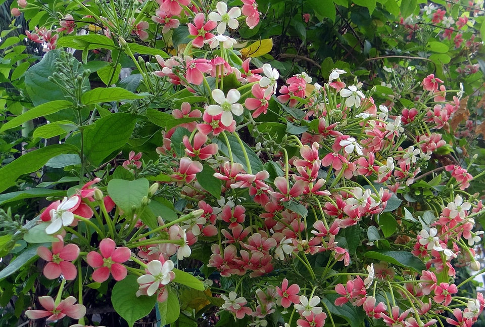 Flower flora combretum indicum photo