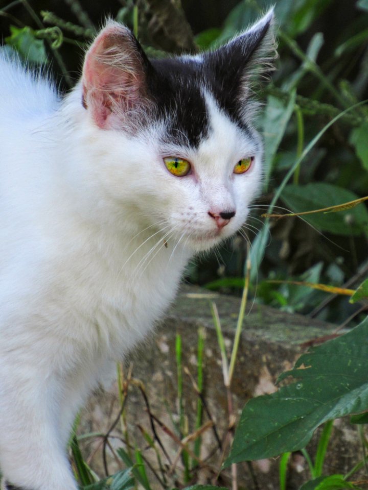 Cat Fauna Whiskers Small To Medium Sized Cats photo