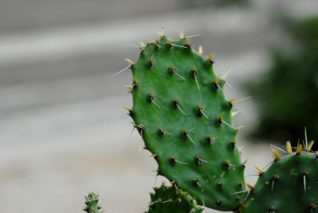 Cactus Plant Thorns Spines And Prickles Nopal photo