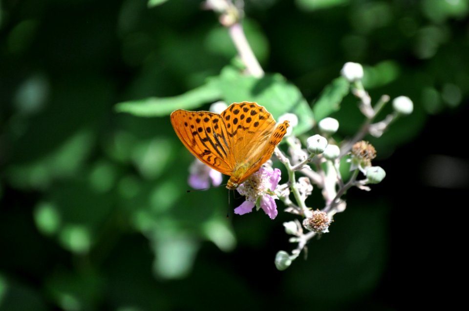 Butterfly Insect Moths And Butterflies Flower