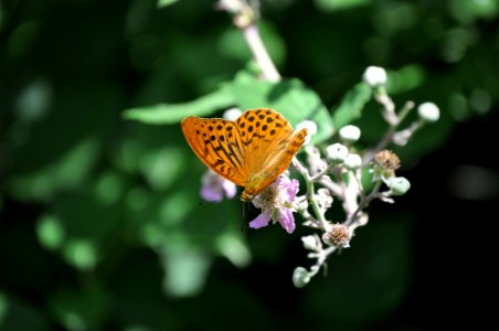 Butterfly Insect Moths And Butterflies Flower photo
