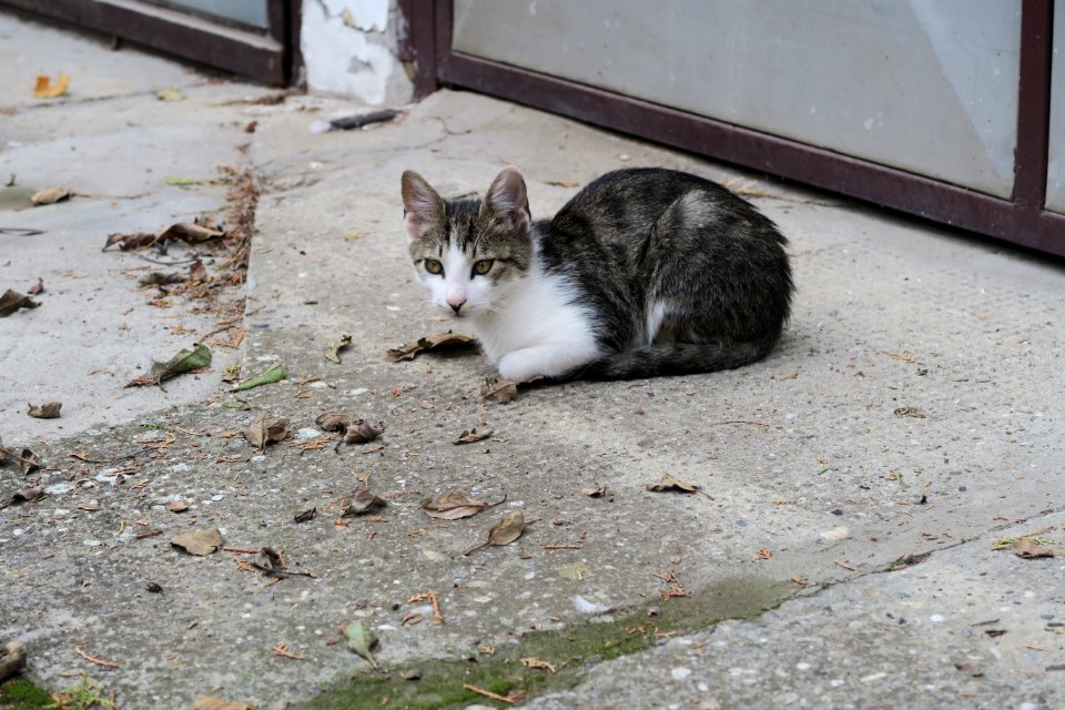 Cat Fauna Small To Medium Sized Cats Cat Like Mammal