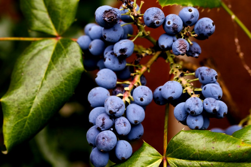 Blueberry Berry Fruit Bilberry