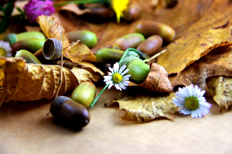 Still Life Photography