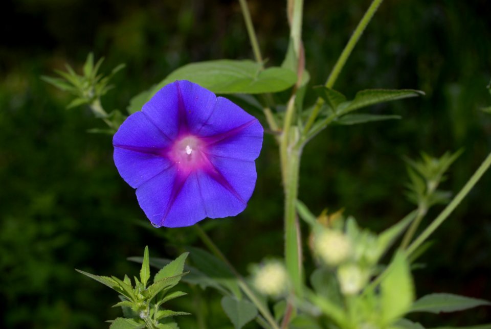 Flower Plant Flora Morning Glory Family