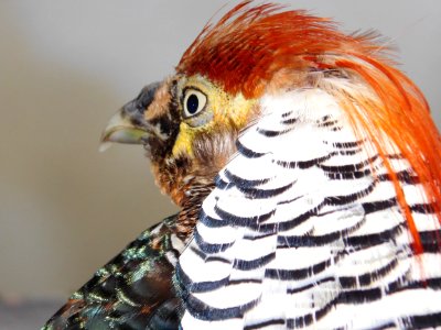 Beak Fauna Feather Close Up