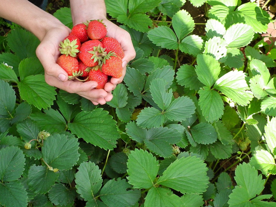 Leaves red wild strawberry