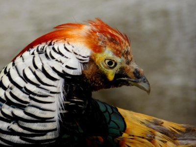 Beak Fauna Bird Galliformes