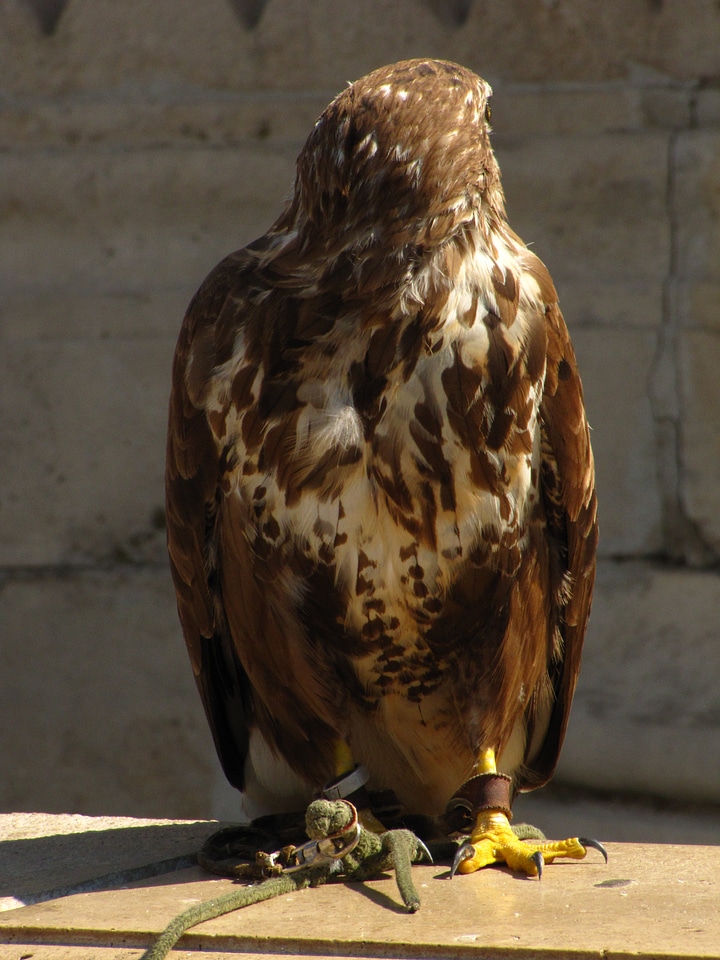 Bird falcon places of interest