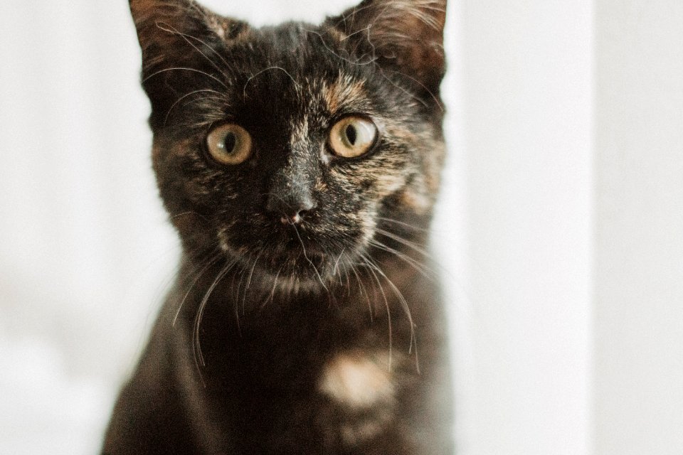 Closeup Photo Of Tortoiseshell Cat