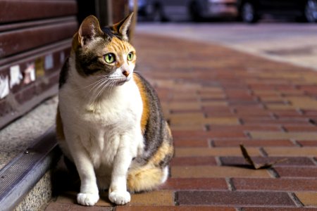 Brown And White Tabby Cat Sitting On Brown Brick Pathway photo