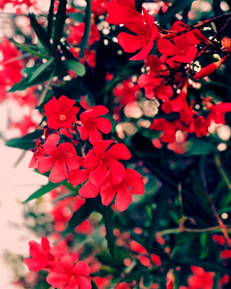 Red Cluster Flowers With Green Leaves