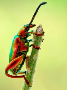 Jewel Beetle On Tree Branch
