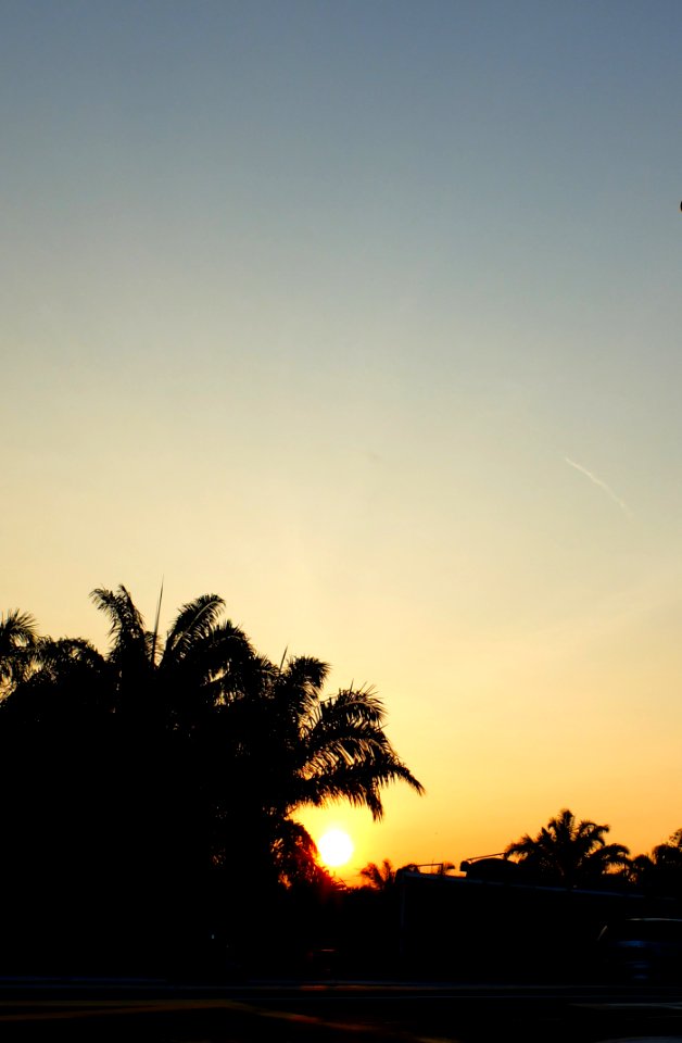 Silhouette Of Coconut Tree
