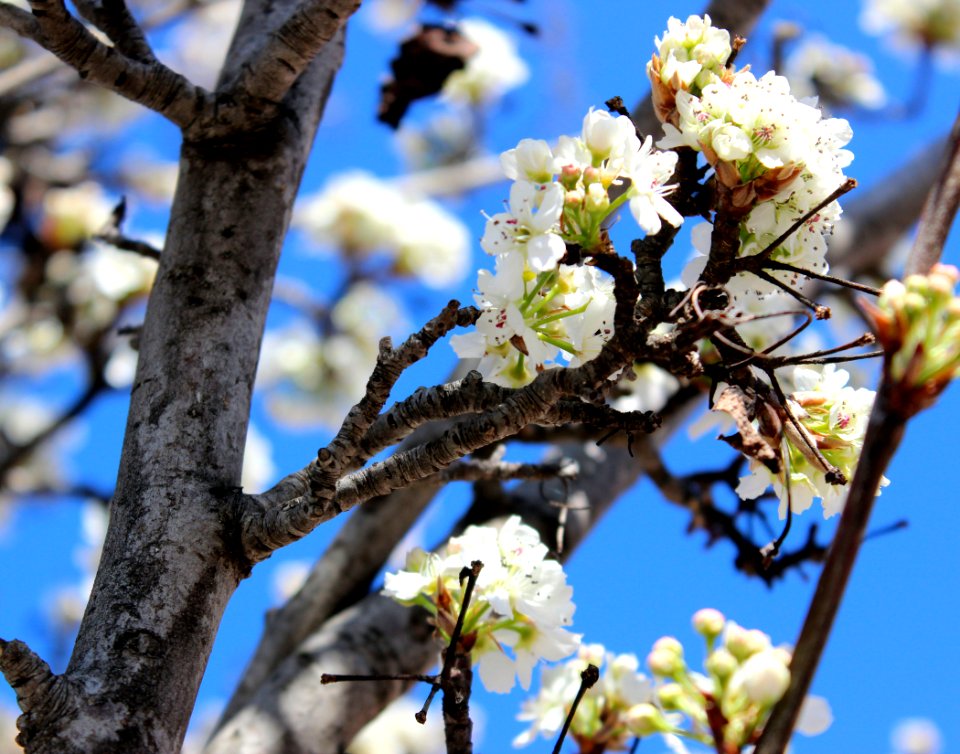 White Petaled Flowers On Tree