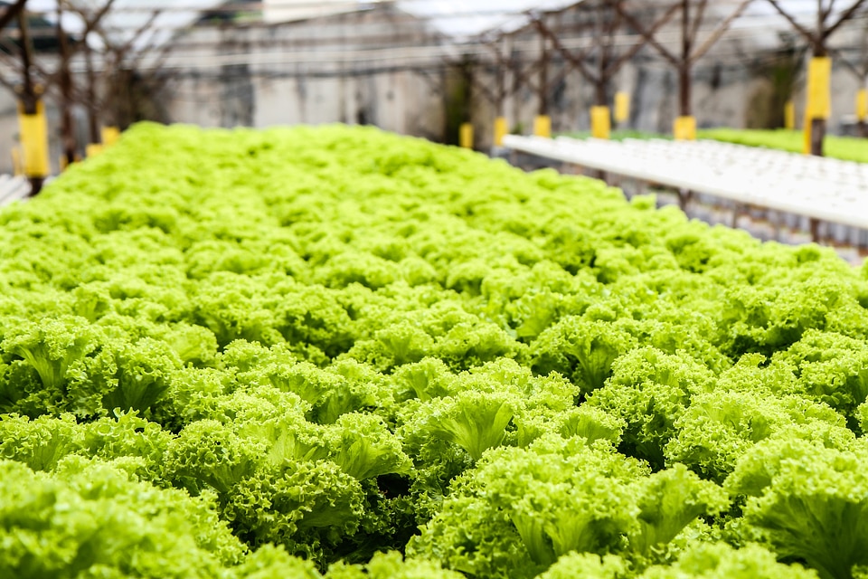 Greens healthy food